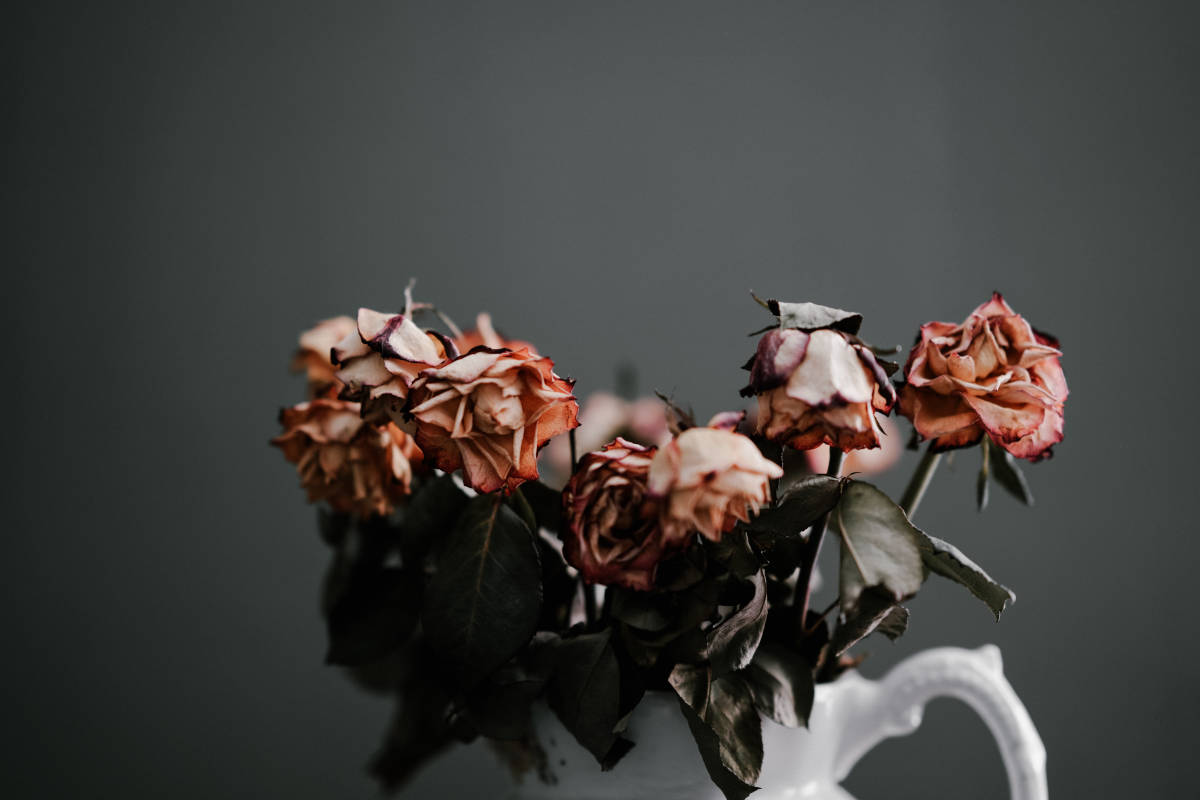 A bunch of dead roses in a vase